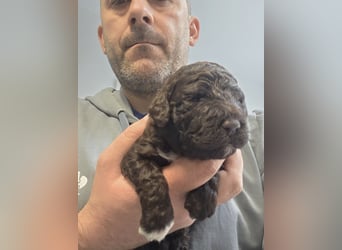 Lagotto Romagnolo Wwlpen(Italienische Wasserhund)