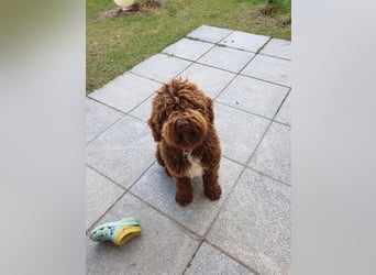Lagotto Romagnolo Wwlpen(Italienische Wasserhund)