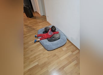 Lagotto Romagnolo Wwlpen(Italienische Wasserhund)