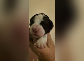 Lagotto Romagnolo Wwlpen(Italienische Wasserhund)