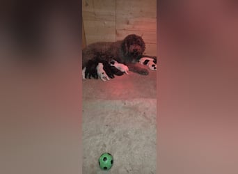 Lagotto Romagnolo Wwlpen(Italienische Wasserhund)