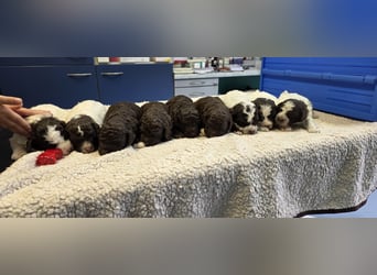 Lagotto Romagnolo Wwlpen(Italienische Wasserhund)