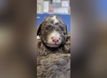 Lagotto Romagnolo Wwlpen(Italienische Wasserhund)