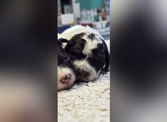 Lagotto Romagnolo Wwlpen(Italienische Wasserhund)