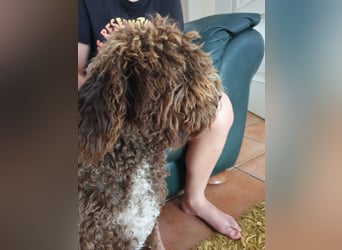 Lagotto Romagnolo Wwlpen(Italienische Wasserhund)