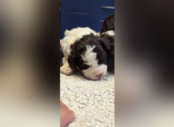 Lagotto Romagnolo Wwlpen(Italienische Wasserhund)