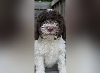 Lagotto Romagnolo Welpen(Italienische Wasserhund)