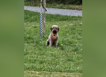 Lagotto Romagnolo Wwlpen(Italienische Wasserhund)