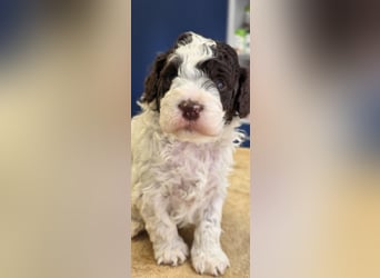 Lagotto Romagnolo Wwlpen(Italienische Wasserhund)