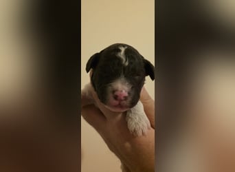 Lagotto Romagnolo Wwlpen(Italienische Wasserhund)