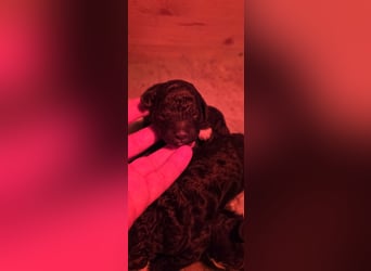 Lagotto Romagnolo Wwlpen(Italienische Wasserhund)