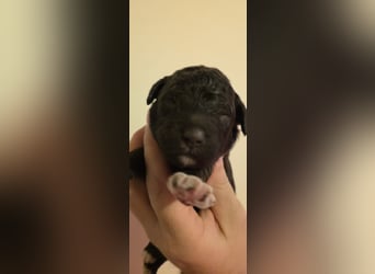 Lagotto Romagnolo Wwlpen(Italienische Wasserhund)