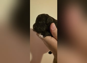 Lagotto Romagnolo Wwlpen(Italienische Wasserhund)