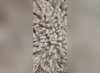 Lagotto Romagnolo Wwlpen(Italienische Wasserhund)