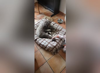 Lagotto Romagnolo Wwlpen(Italienische Wasserhund)