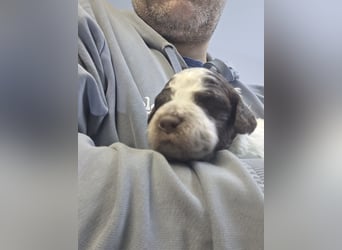 Lagotto Romagnolo Wwlpen(Italienische Wasserhund)