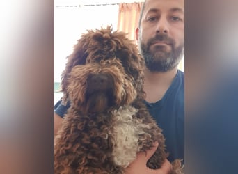 Lagotto Romagnolo Wwlpen(Italienische Wasserhund)