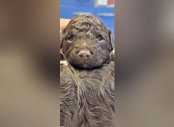 Lagotto Romagnolo Wwlpen(Italienische Wasserhund)
