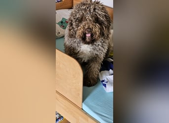 Lagotto Romagnolo Wwlpen(Italienische Wasserhund)