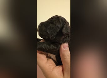 Lagotto Romagnolo Wwlpen(Italienische Wasserhund)