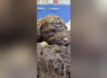 Lagotto Romagnolo Wwlpen(Italienische Wasserhund)