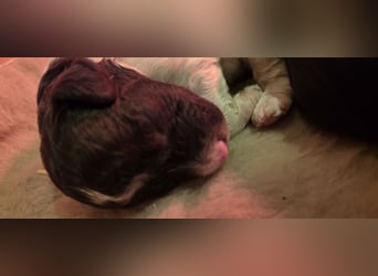 Lagotto Romagnolo Wwlpen(Italienische Wasserhund)