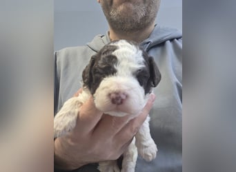 Lagotto Romagnolo Wwlpen(Italienische Wasserhund)