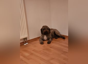 Lagotto Romagnolo Wwlpen(Italienische Wasserhund)
