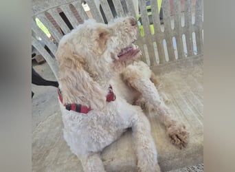 Serafino - endlich darf er einfach Hund sein Jetzt fehlt nur noch sein Mensch! Melde dich!
