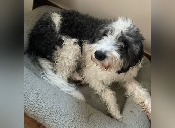 Lui - dem Elend entkommen.  Jetzt sucht Lui Menschen, die ihn "sehen"  und verstehen