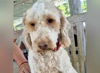 Serafino - endlich darf er einfach Hund sein Jetzt fehlt nur noch sein Mensch! Melde dich!