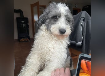 Lui - dem Elend entkommen.  Jetzt sucht Lui Menschen, die ihn "sehen"  und verstehen