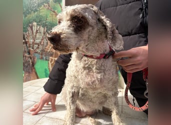 Dana - tauscht Trüffelarbeit gegen Kuscheldecke - Wer möchte Dana endlich vetwöhnen!