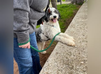 Lui - dem Elend entkommen.  Jetzt sucht Lui Menschen, die ihn "sehen"  und verstehen