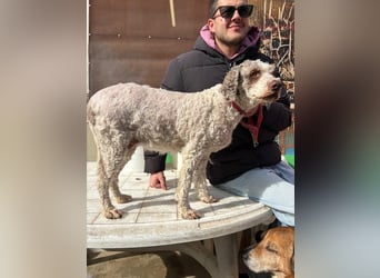 Dana - tauscht Trüffelarbeit gegen Kuscheldecke - Wer möchte Dana endlich vetwöhnen!