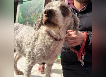 Dana - tauscht Trüffelarbeit gegen Kuscheldecke - Wer möchte Dana endlich vetwöhnen!