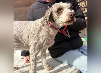 Dana - tauscht Trüffelarbeit gegen Kuscheldecke - Wer möchte Dana endlich vetwöhnen!