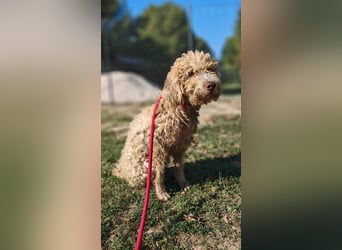 Tartuffo - NOTFALL - Der Hund, der aus dem Wald kam