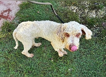Tartuffo - NOTFALL - Der Hund, der aus dem Wald kam