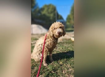 Tartuffo - Der Hund, der aus dem Wald kam