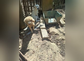 Tartuffo - Der Hund, der aus dem Wald kam