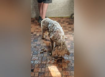 Tartuffo - NOTFALL - Der Hund, der aus dem Wald kam