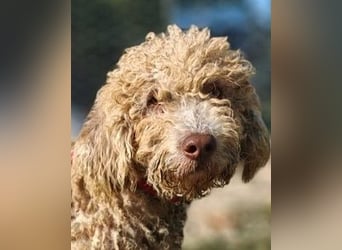 Tartuffo - Der Hund, der aus dem Wald kam