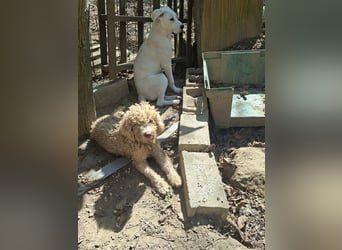 Tartuffo - NOTFALL - Der Hund, der aus dem Wald kam