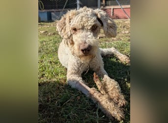 Tartuffo - NOTFALL - Der Hund, der aus dem Wald kam
