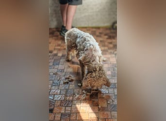Tartuffo - Der Hund, der aus dem Wald kam