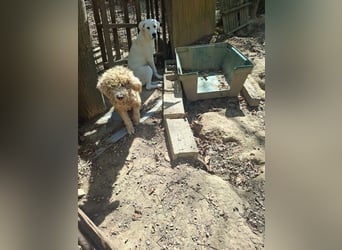 Tartuffo - NOTFALL - Der Hund, der aus dem Wald kam