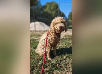 Tartuffo - Der Hund, der aus dem Wald kam