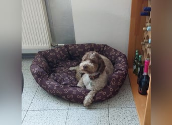 Pino sucht dringend ein neues Zuhause - VERMITTLUNGSHILFE