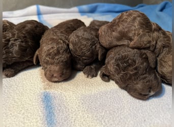Lagotto Romagnolo – Welpen höchster Qualität aus der FCI-zertifizierten Zuchtstätte „King of the Tru